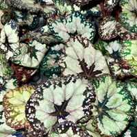 Begonia 'Dolce Vita'