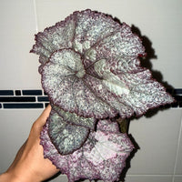 Begonia 'Super Universe'