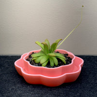 Wavy Pinguicula Pot