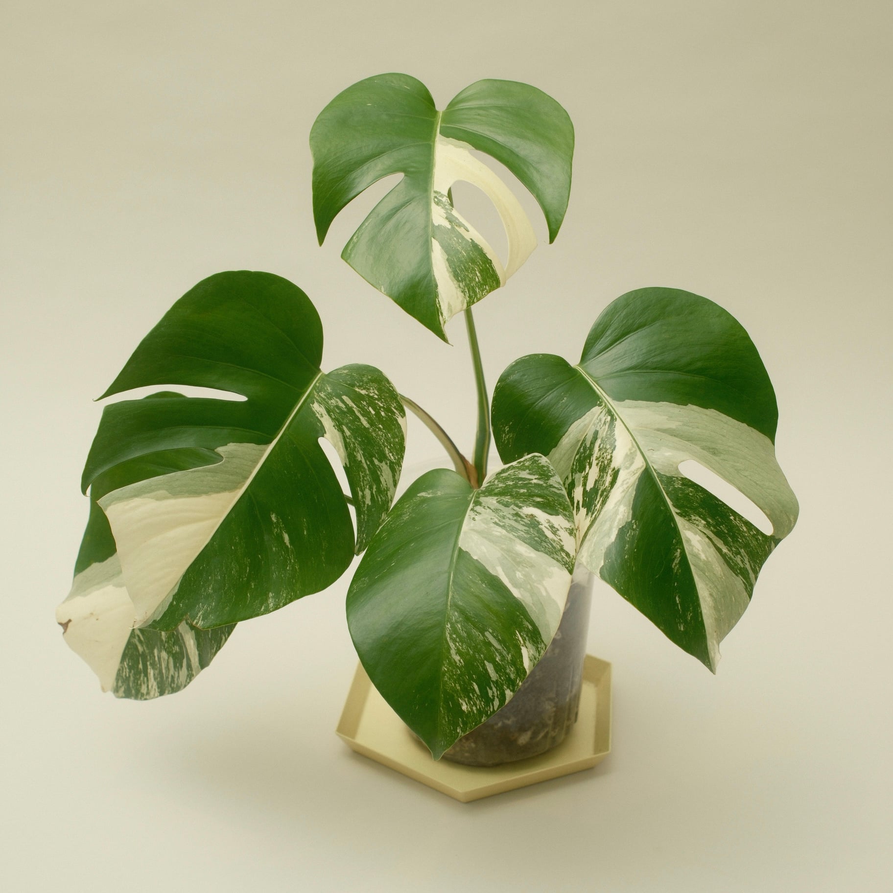 Monstera Albo Borsigiana with stunning white variegation