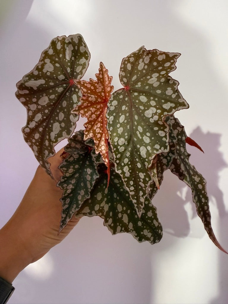 Begonia &