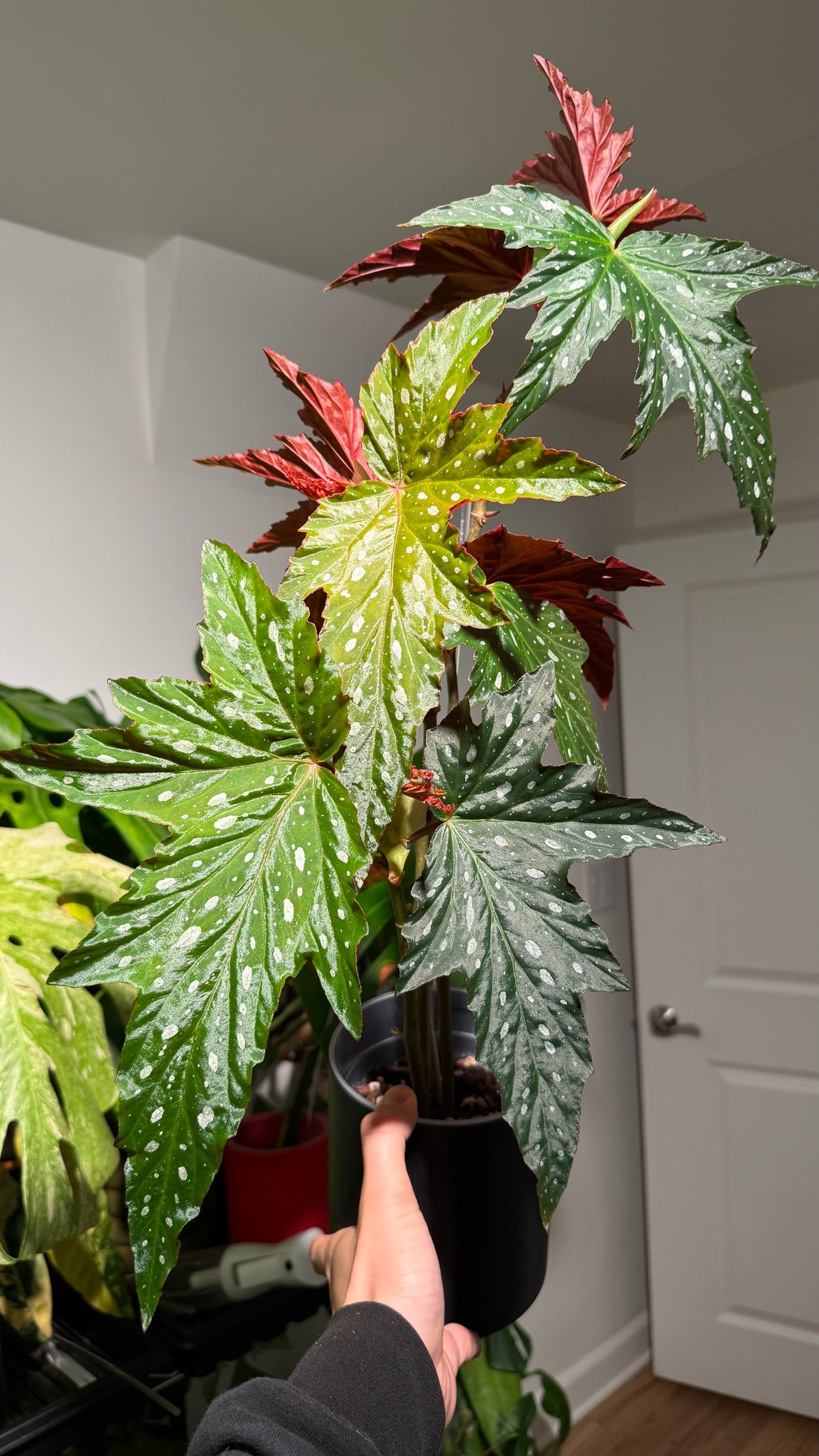 Begonia &