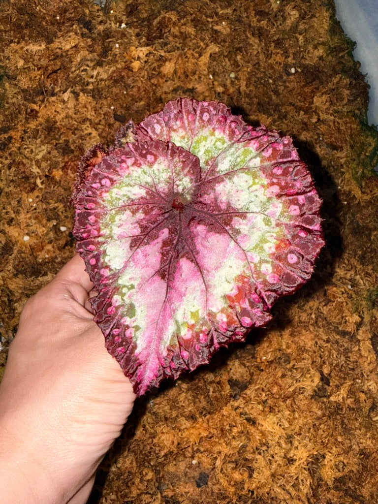 Begonia &