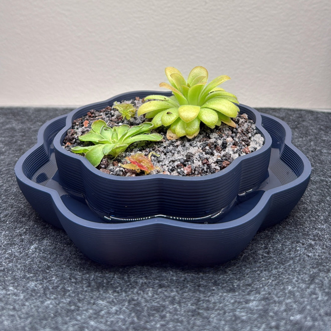 Wavy Pinguicula Pot