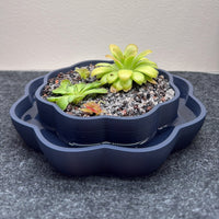 Wavy Pinguicula Pot