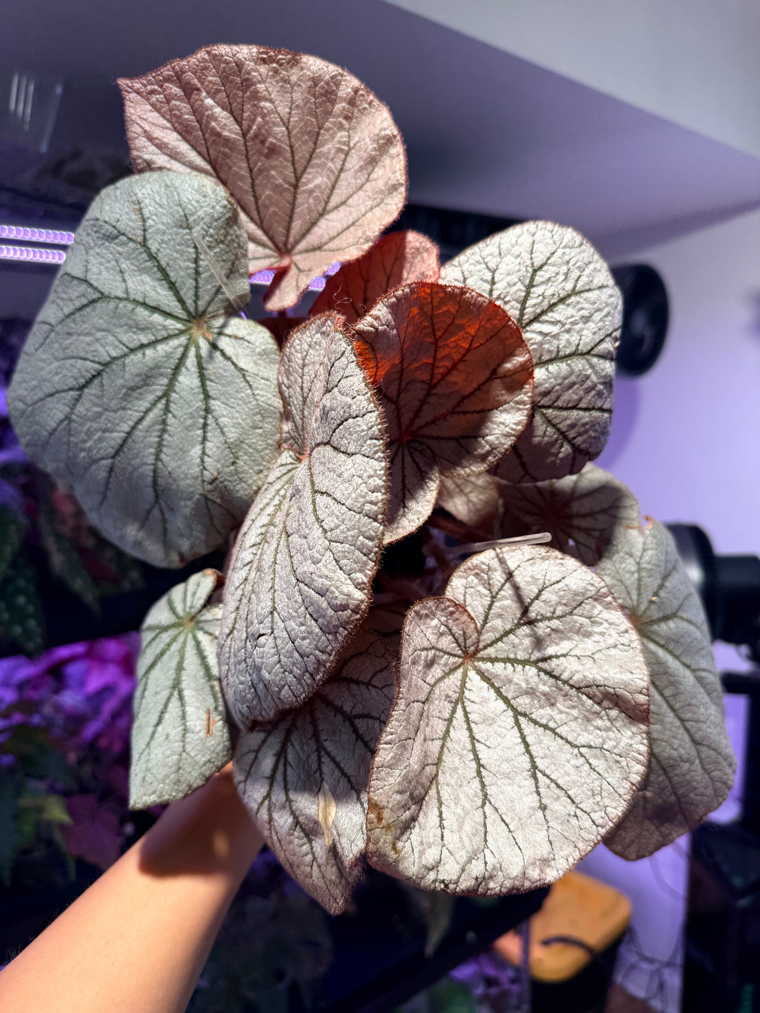 Begonia &