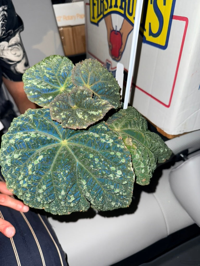 Begonia &