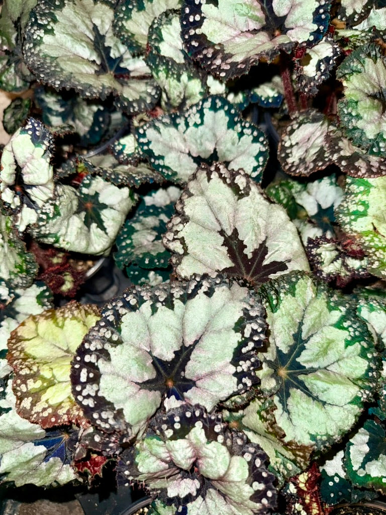 Begonia &
