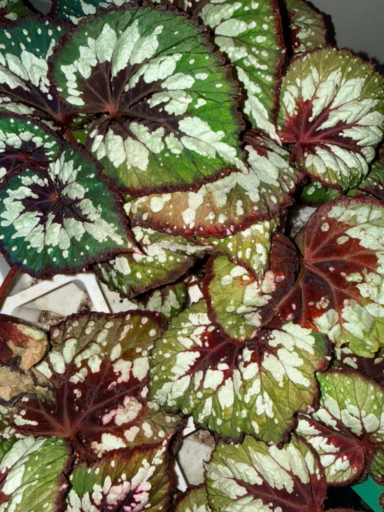 Begonia &