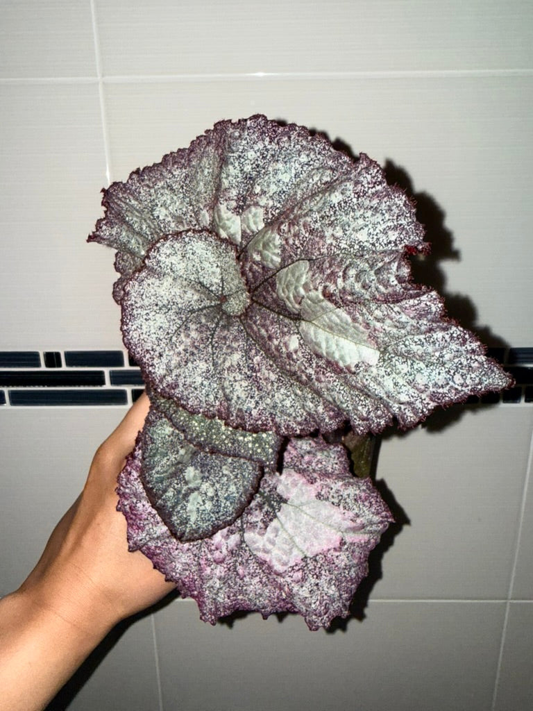 Begonia &