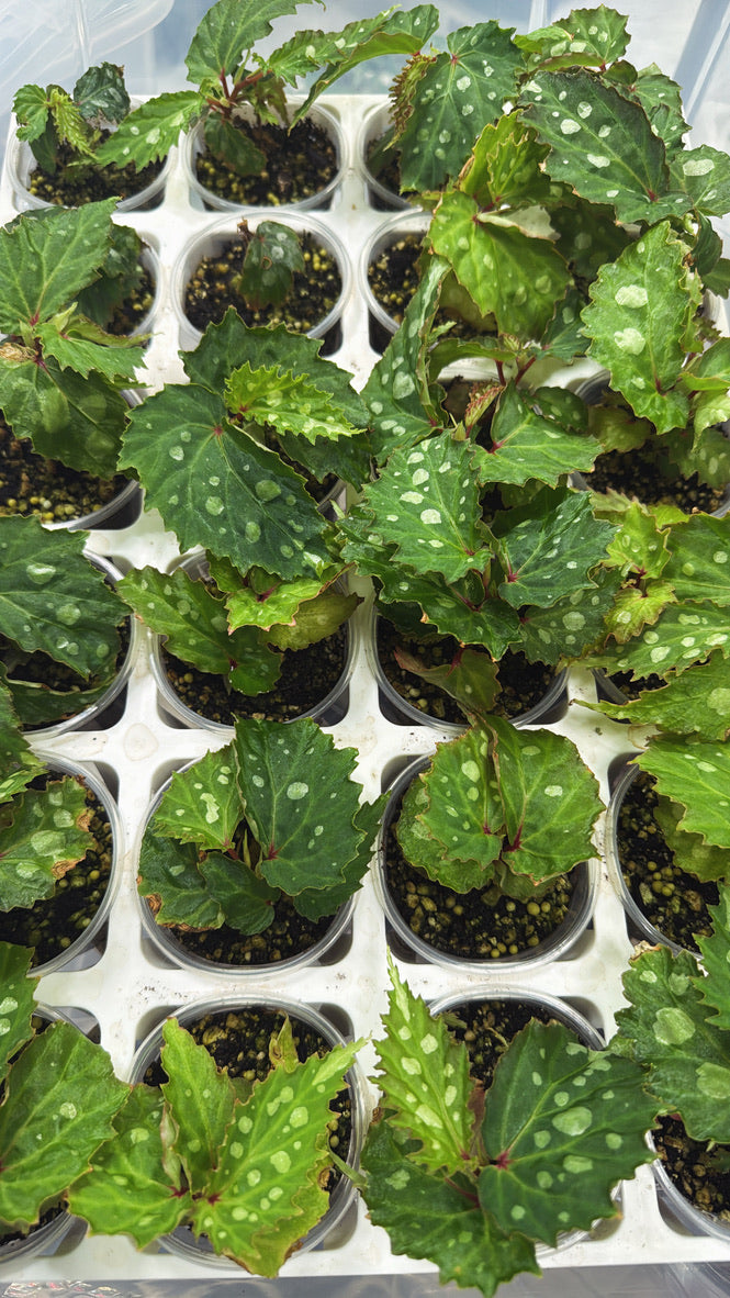 Begonia sp. &