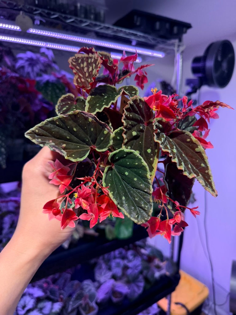 Begonia darthvaderiana &