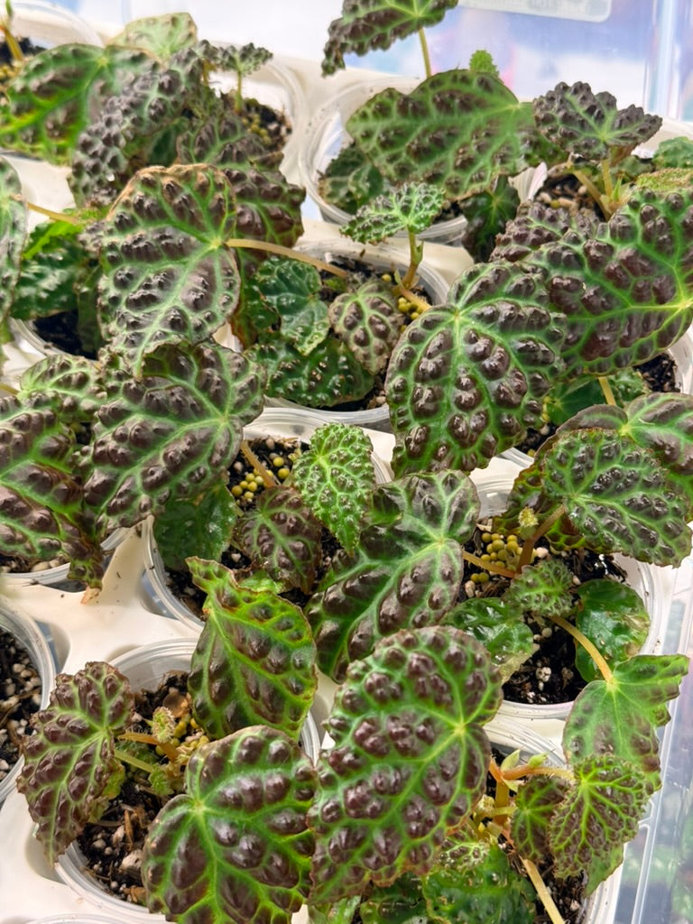 Begonia dracopelta