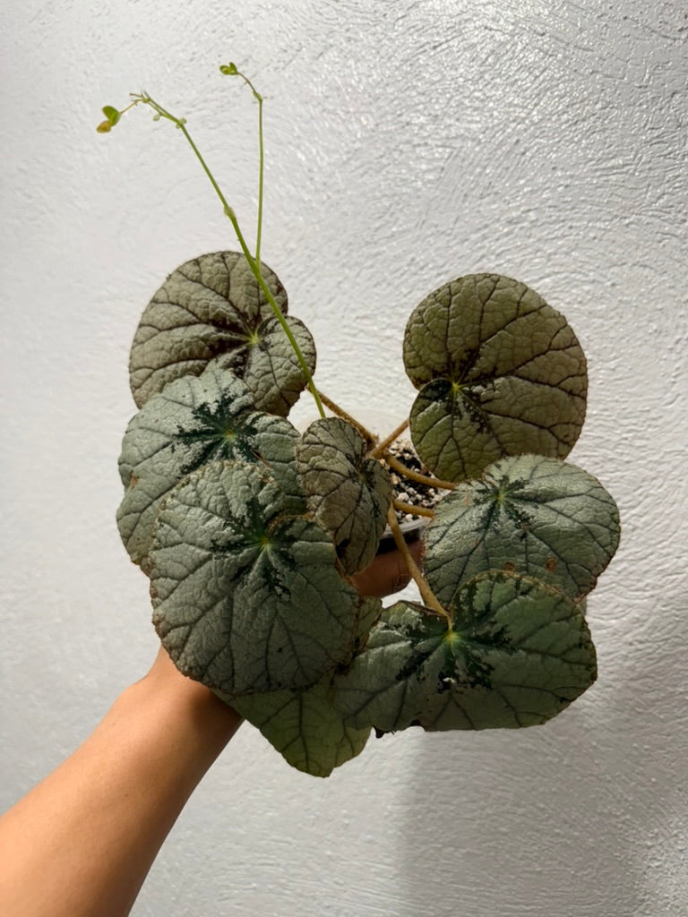 Begonia &