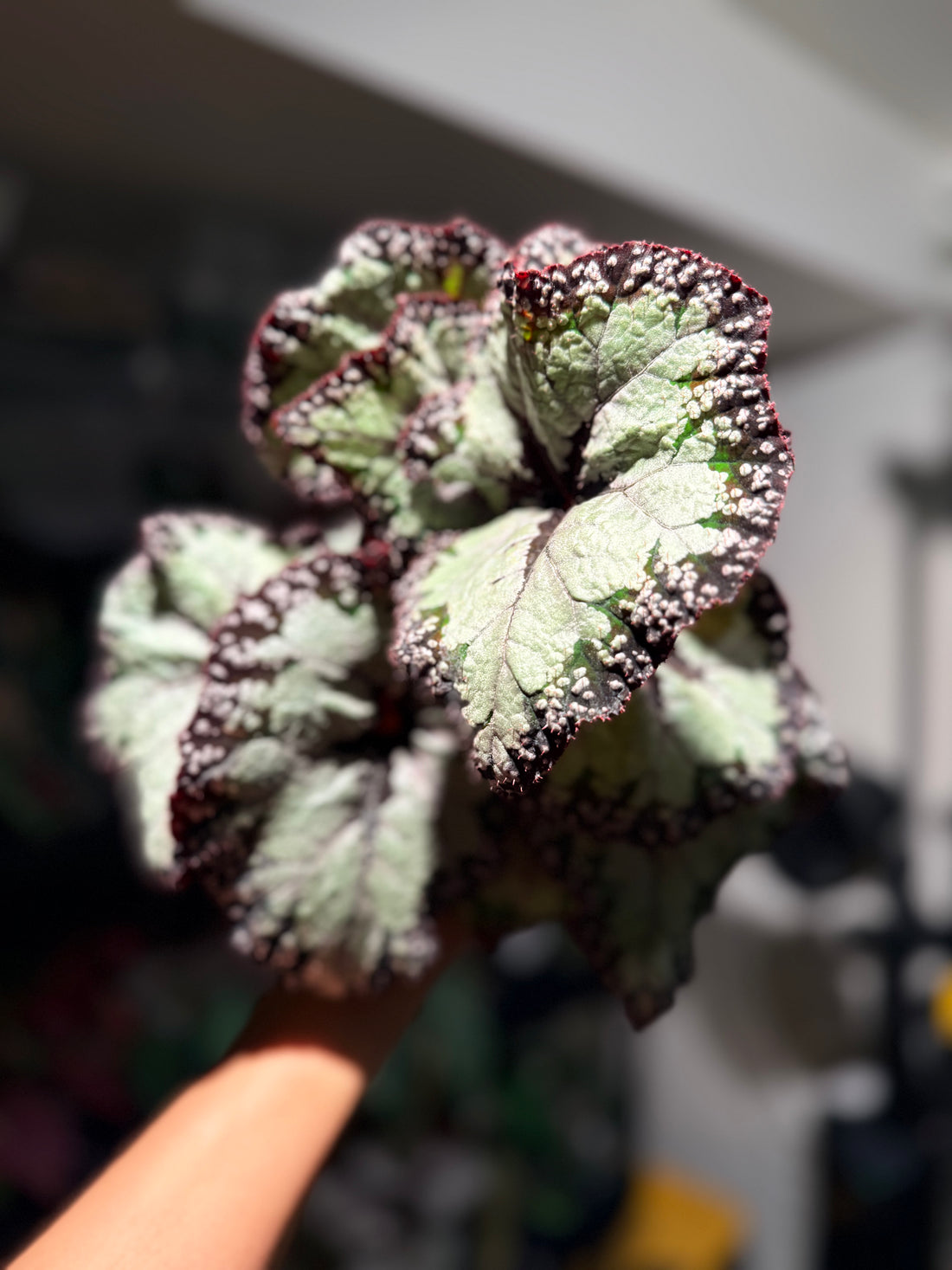 Begonia &