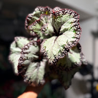 Begonia 'Dolce Vita'