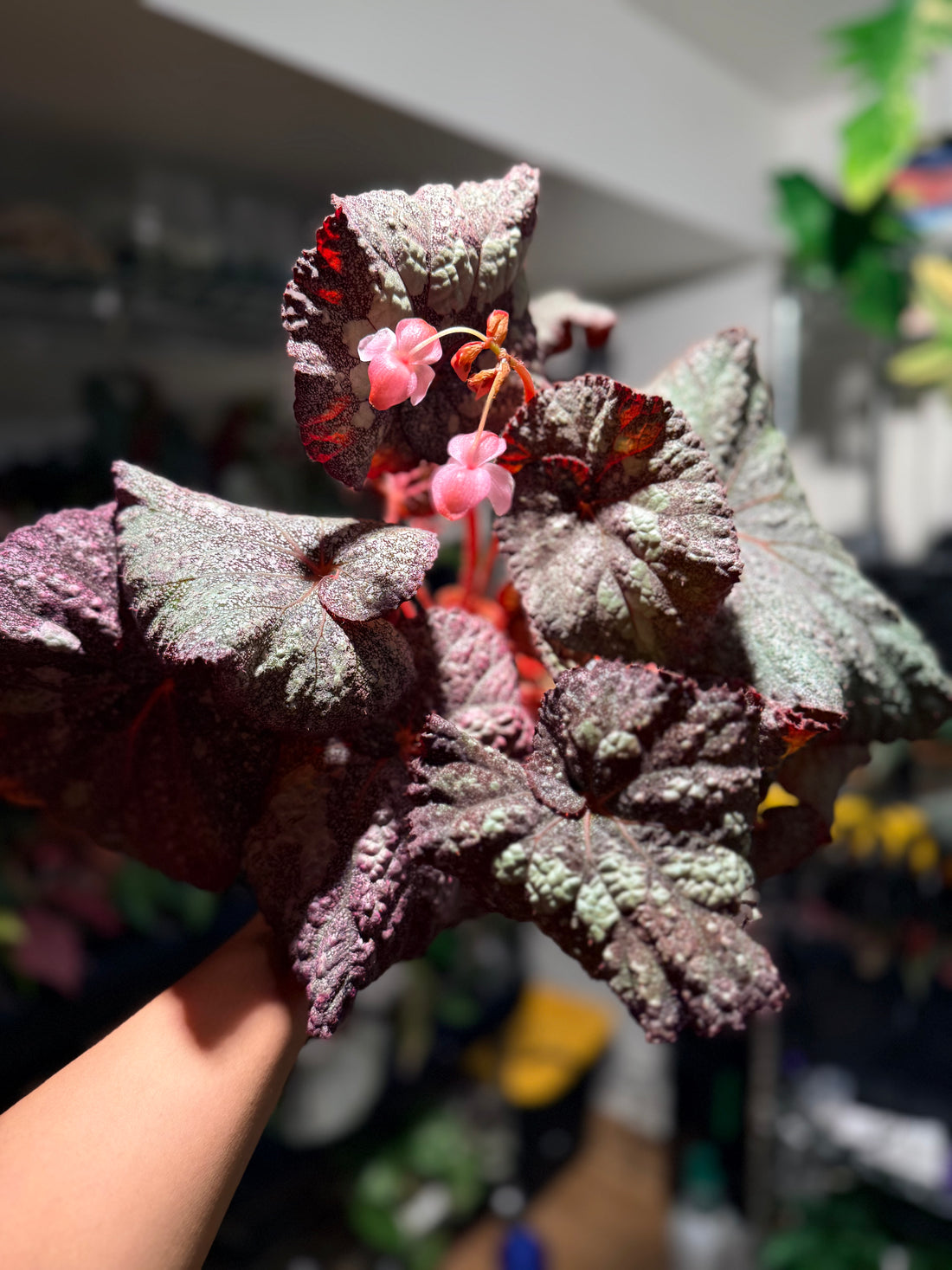 Begonia &