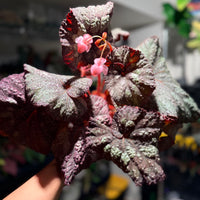 Begonia 'Super Universe'