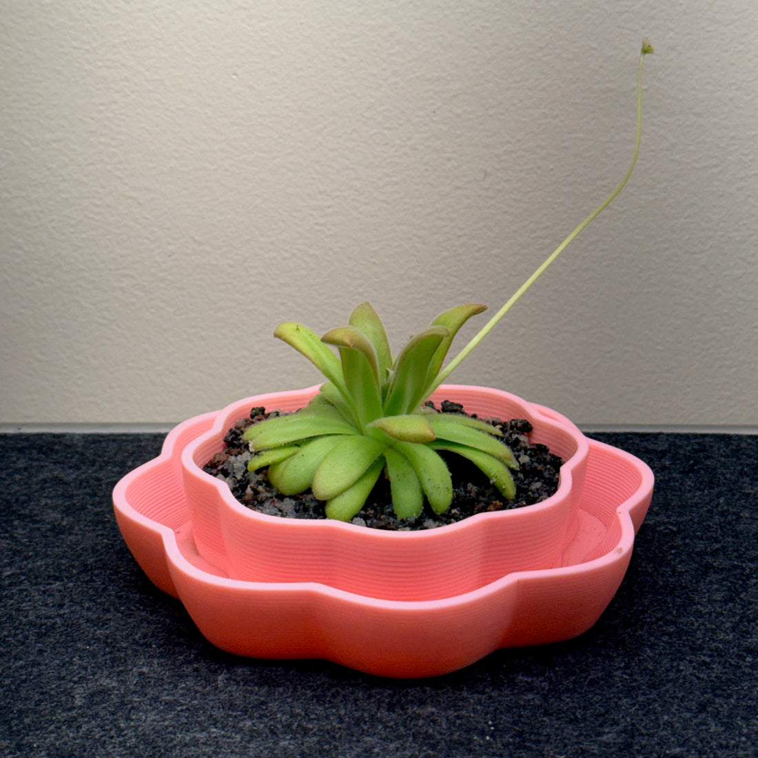 Wavy Pinguicula Pot
