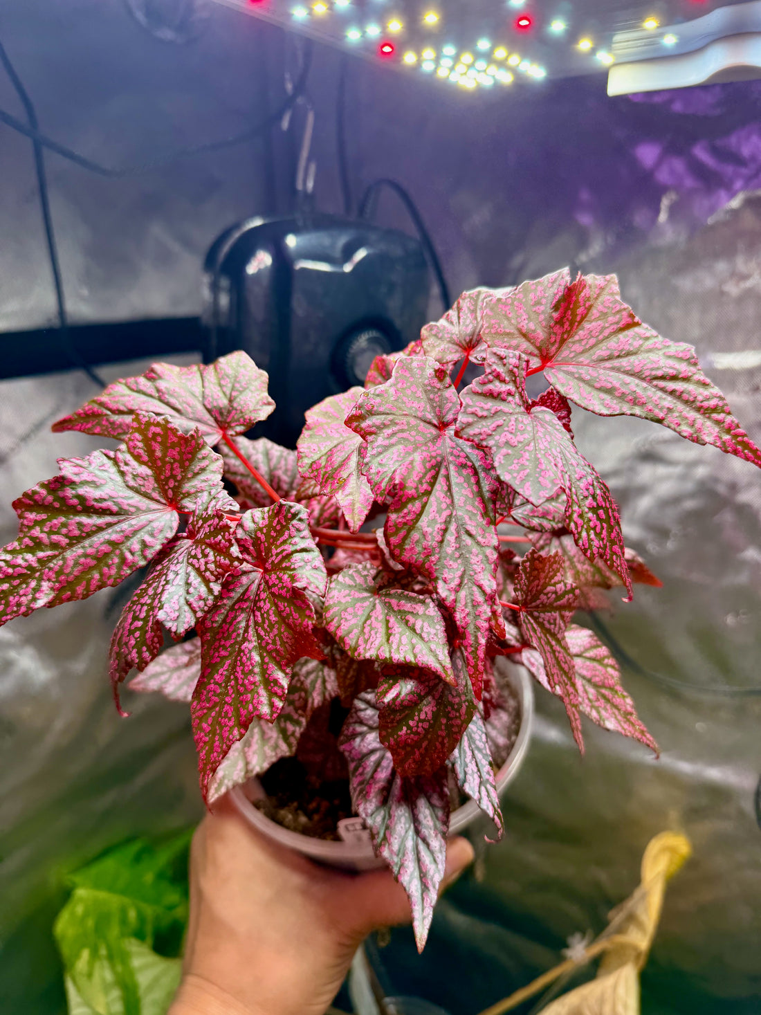Begonia &